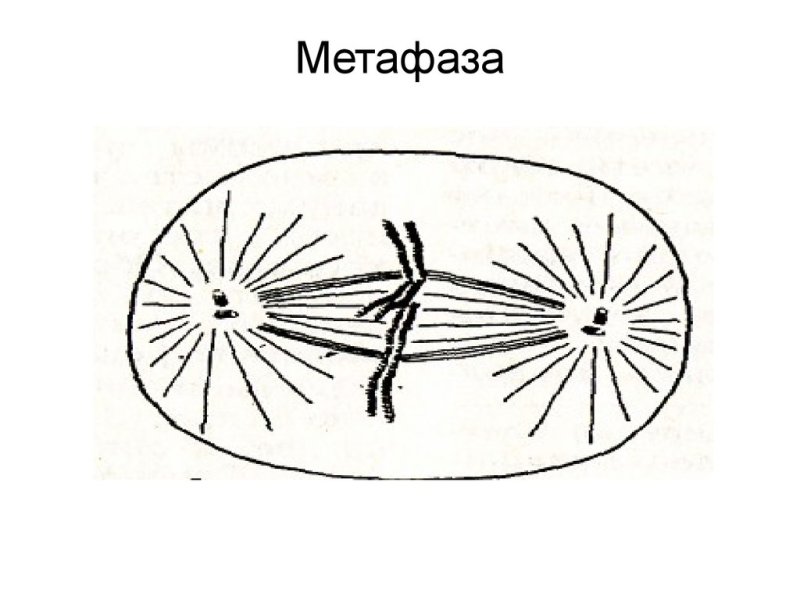Ранняя метафаза митоза