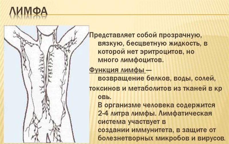 Лимфатическая система схема