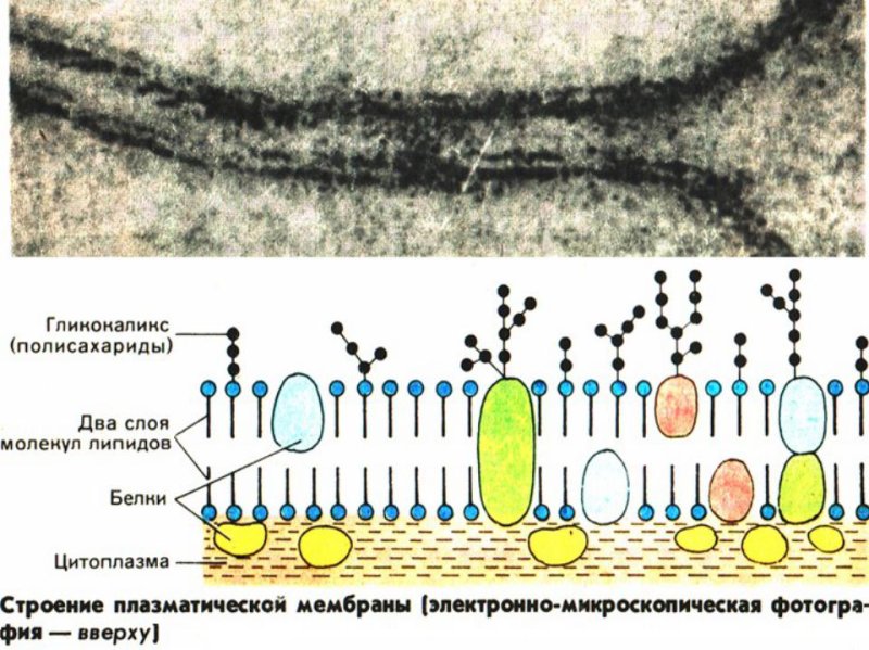 Плазматическая мембрана гликокаликс