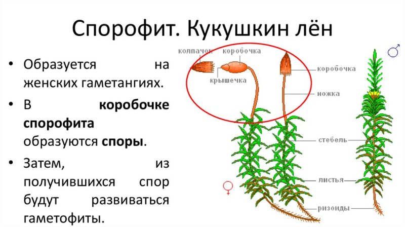 Спорофит зеленого мха Кукушкин лен
