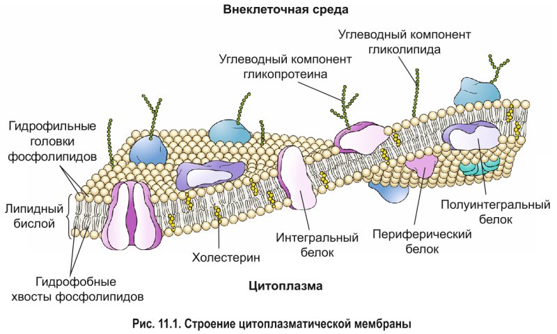 Строение плазматической мембраны белки