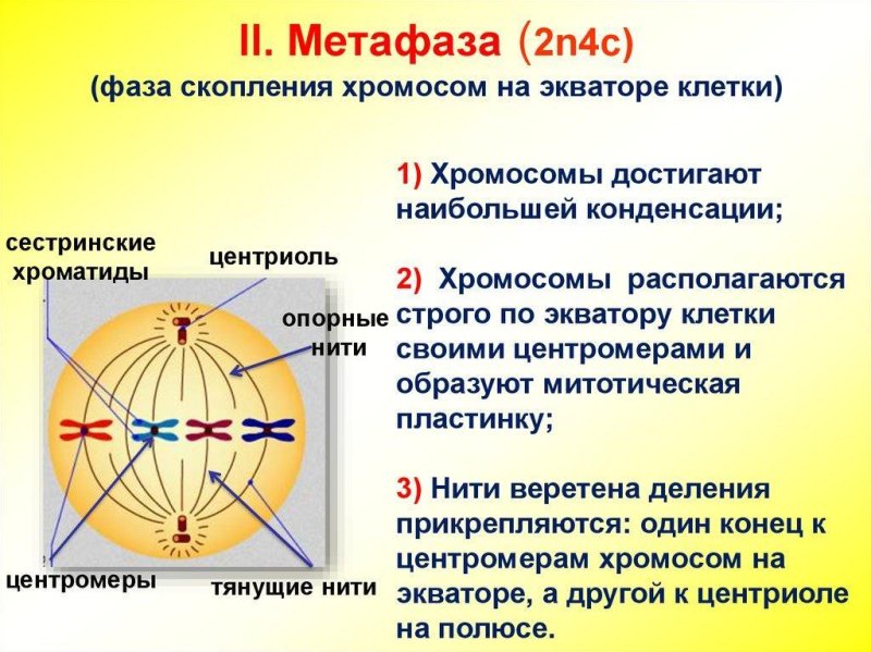 Метафаз профаза метафаза анафаза телофаза