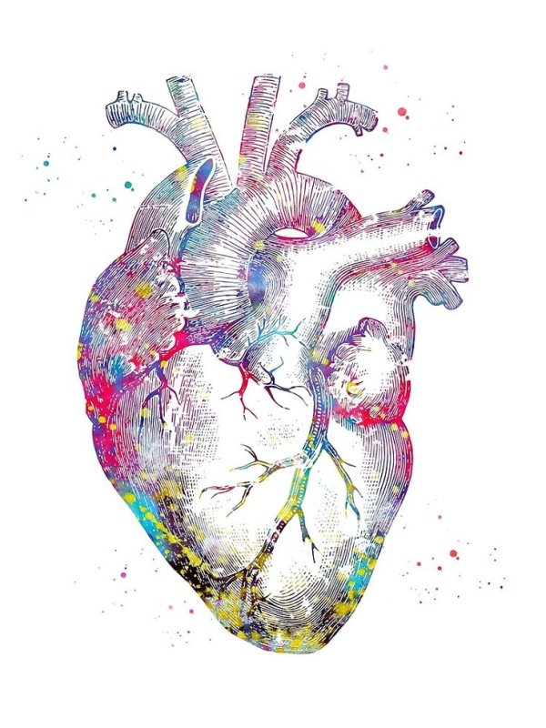 человеческое сердце