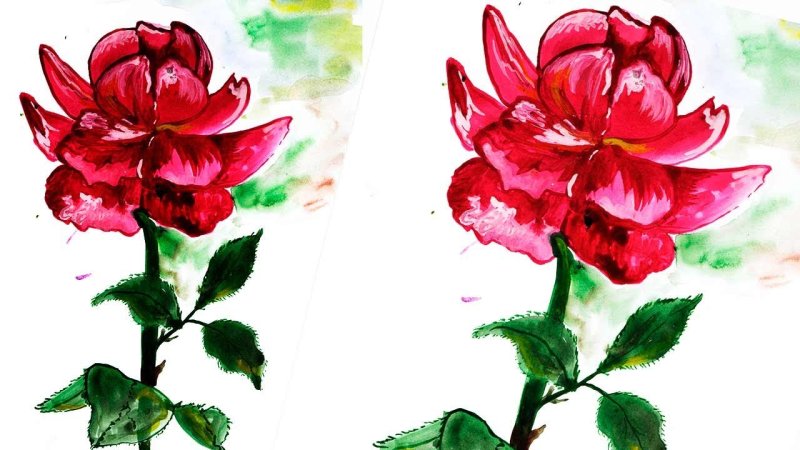 Рисунки цветов