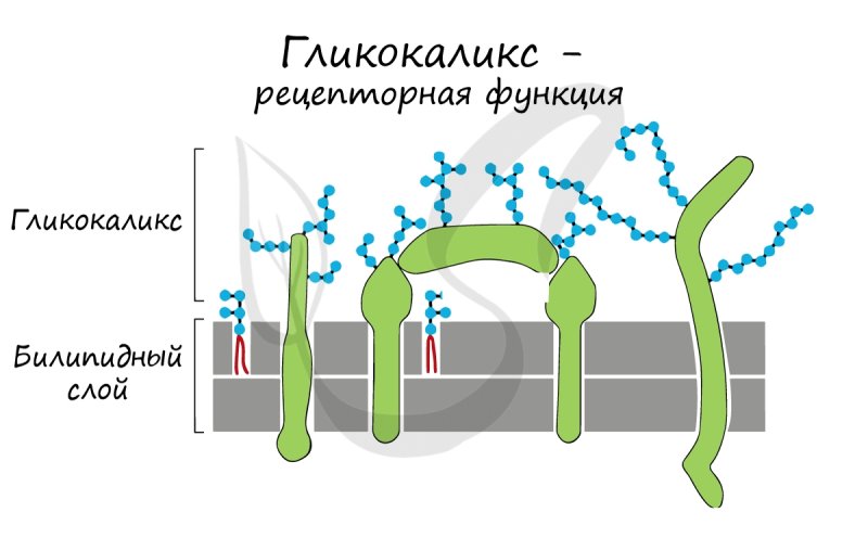 Гликокаликс рецепторная функция