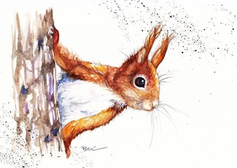 Белочка акварель