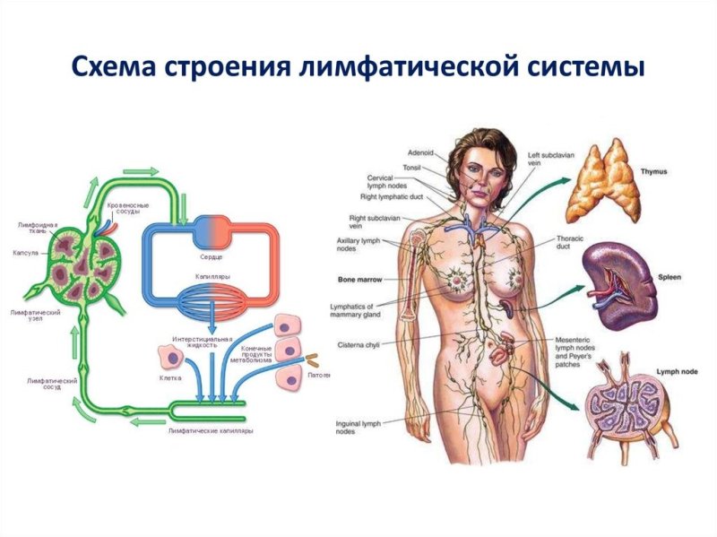 Строение лимфатической системы человека