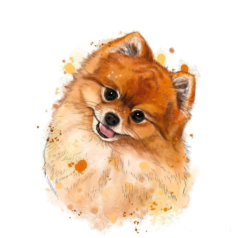 Шпиц померанский Art