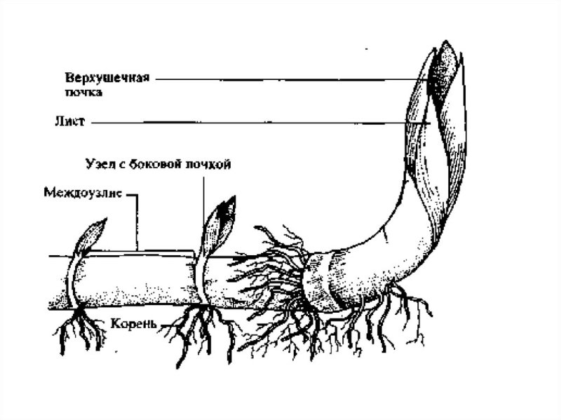 Строение корневища пырея