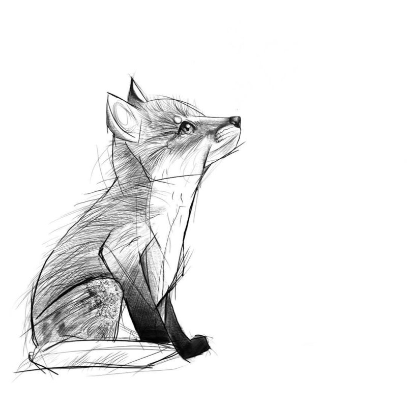 Набросок лисы