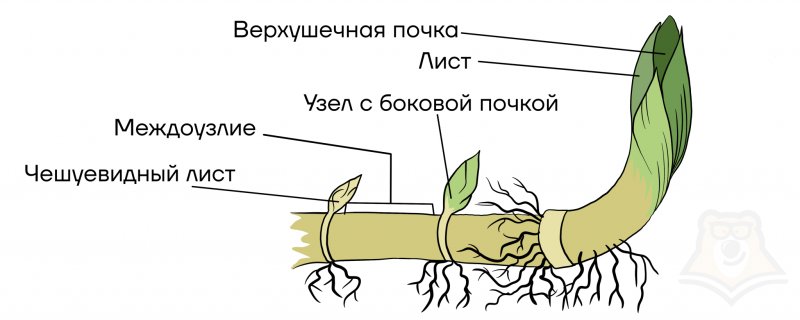 Корневище пырея схема