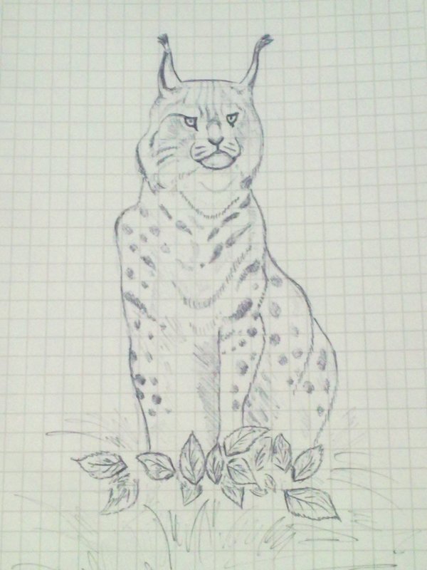 Рисунок рыси для срисовки
