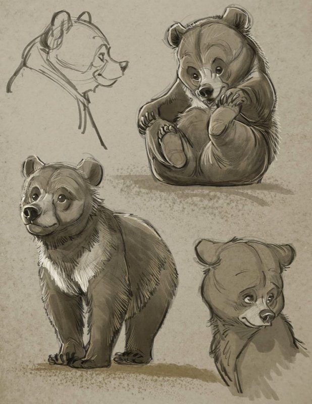 Медведь рисунок