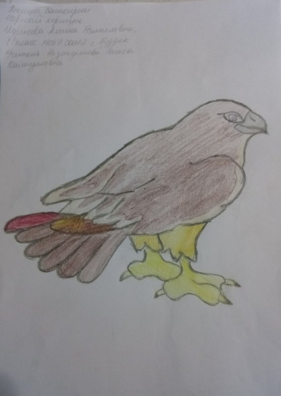 Птицы Башкортостана рисунок