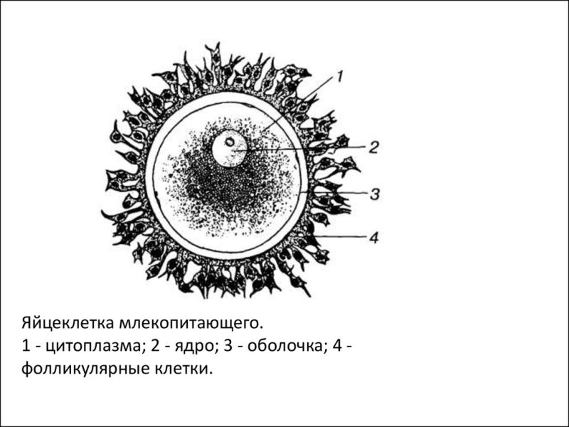 Строение яйцеклетки млекопитающего
