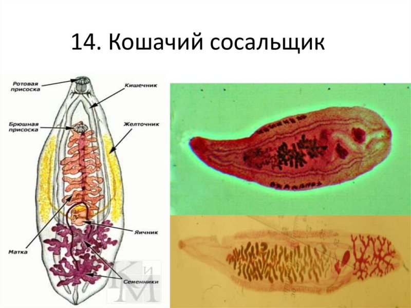 Марита кошачьего сосальщика строение