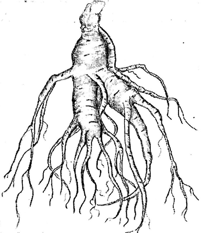 Корни растений