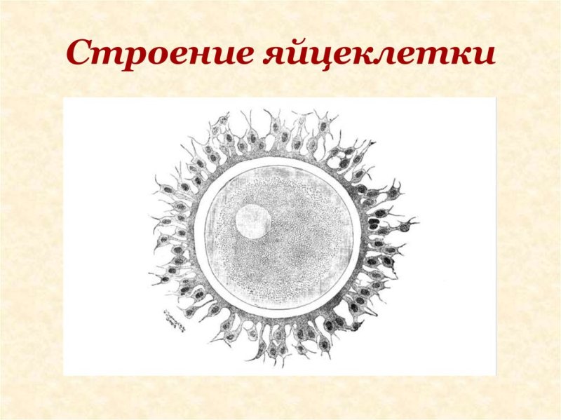 Схематическое строение яйцеклетки