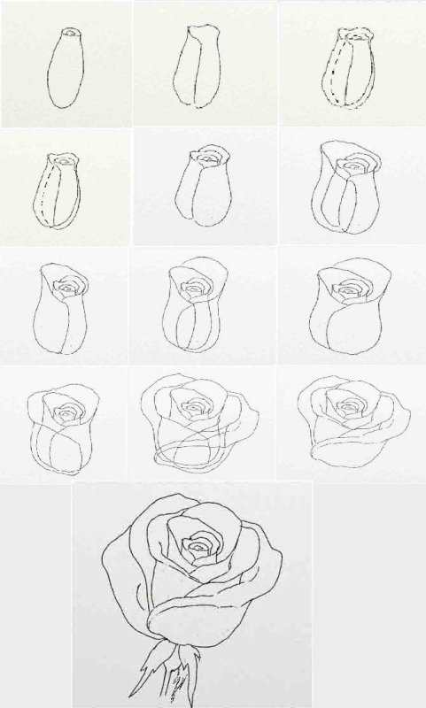 Рисунок розы для срисовки