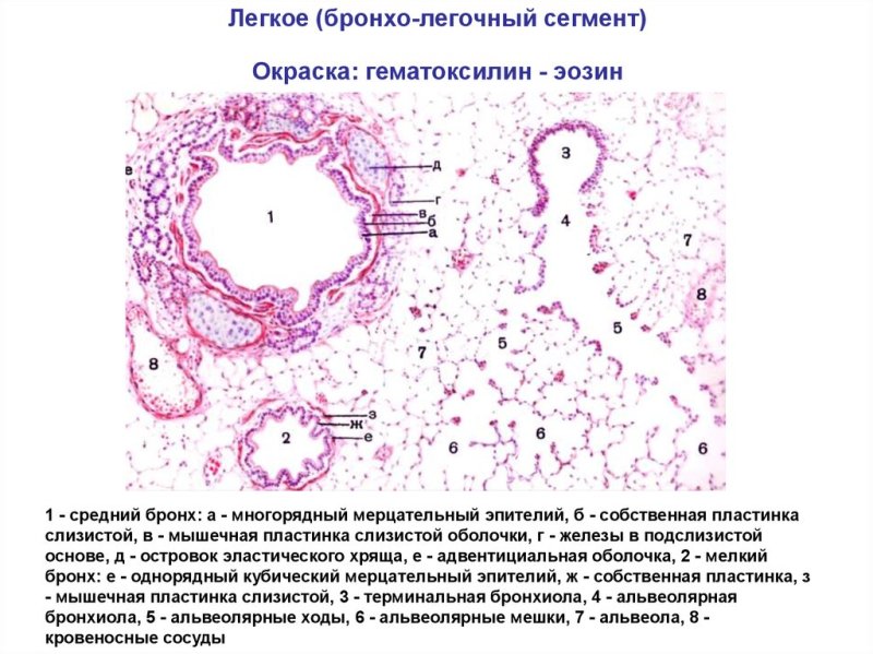 Строение бронхов гистология