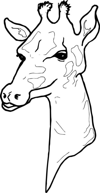 Жираф рисунок