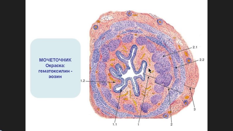 Поперечный срез мочеточника гистология препарат