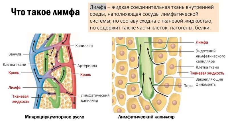 Строение лимфатической ткани