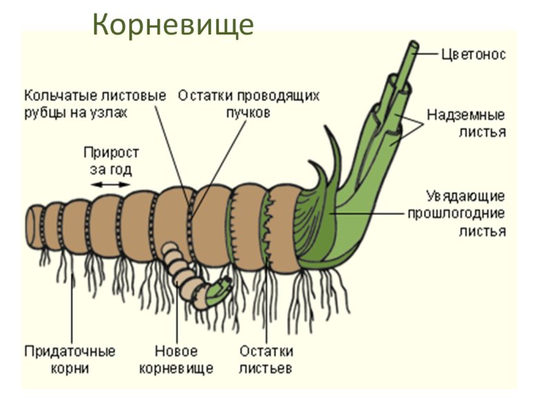 Строение корневища