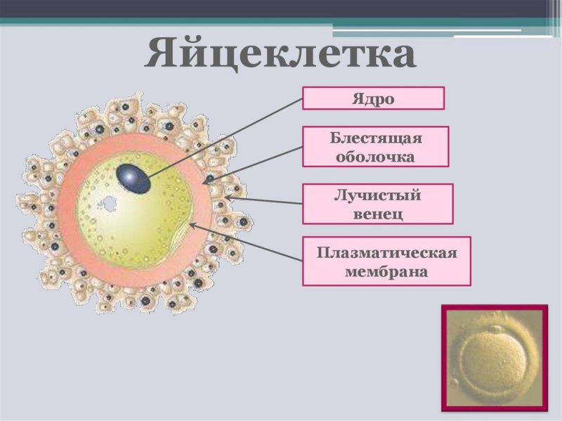 Строение яйцеклетки блестящая оболочка