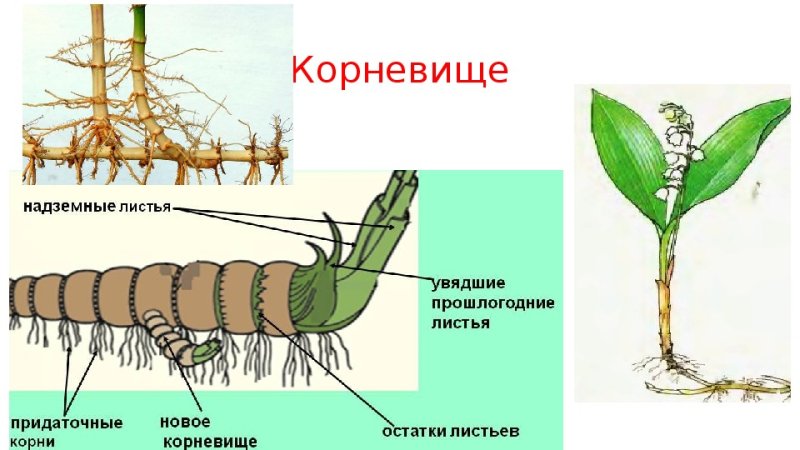 Корневище ландыша корневище ландыша