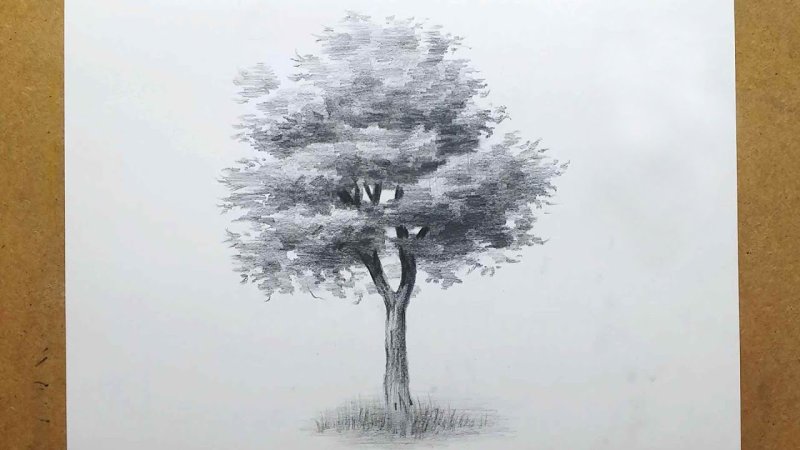 Чинара рисунок