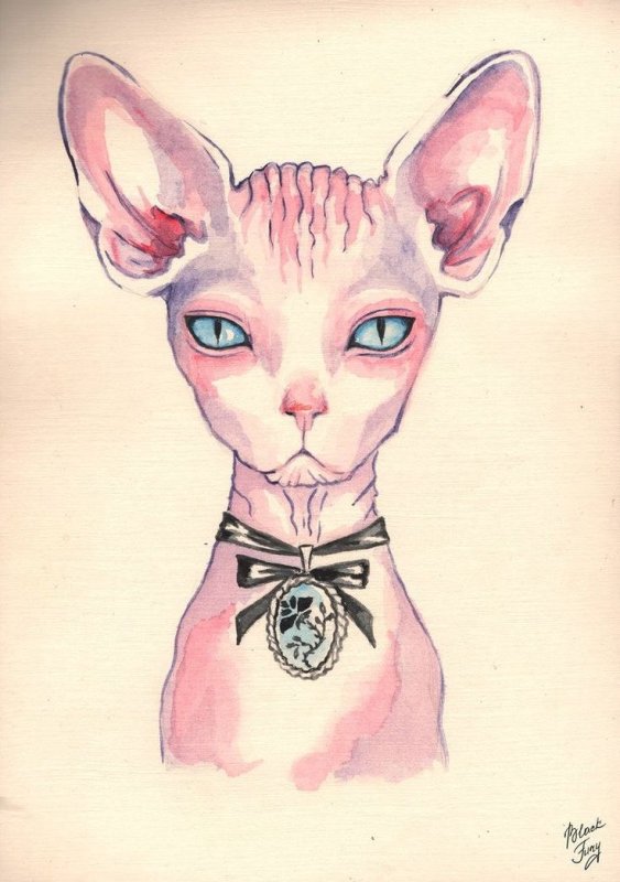 Сфинкс кошка