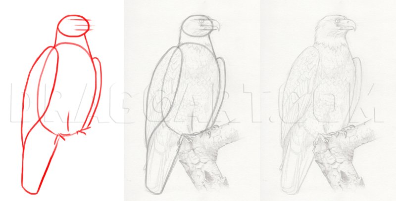 Рисунок орла по этапно
