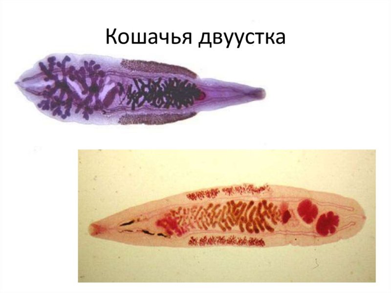 Описторхи (Кошачья двуустка