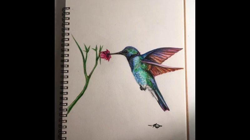 Колибри рисунок карандашом