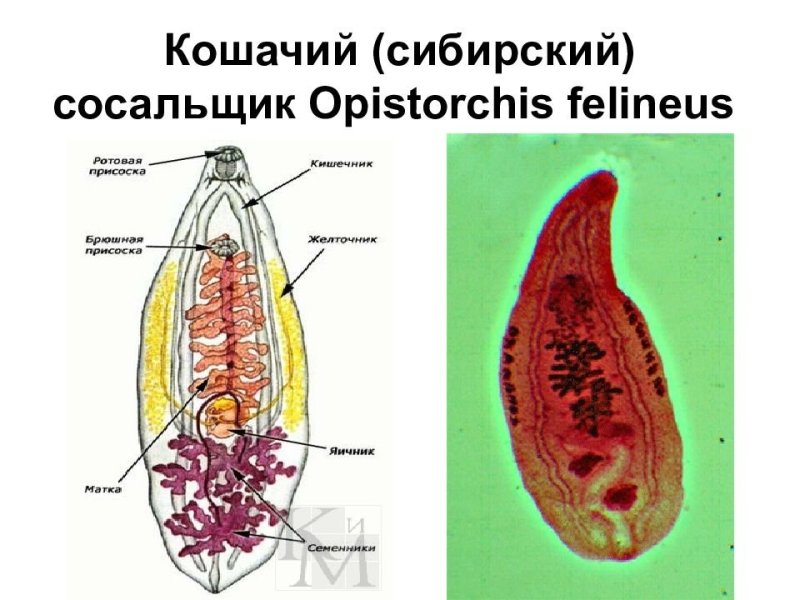 Марита Opisthorchis felineus