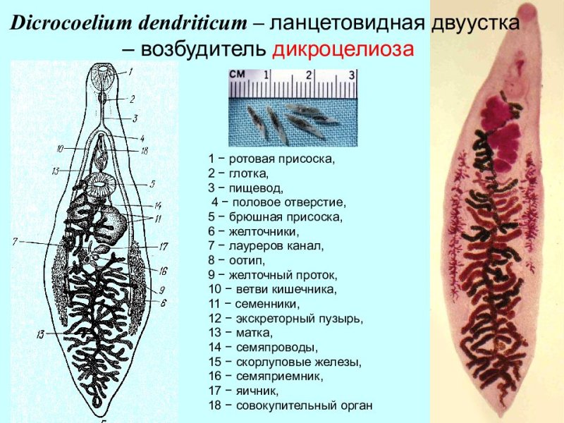 Марита ланцетовидного сосальщика