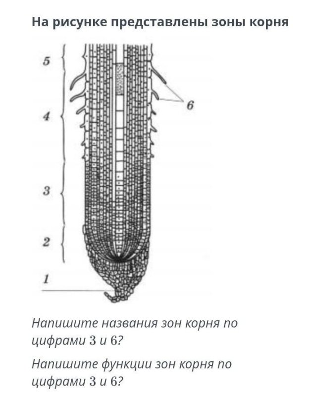 Названия зон корня