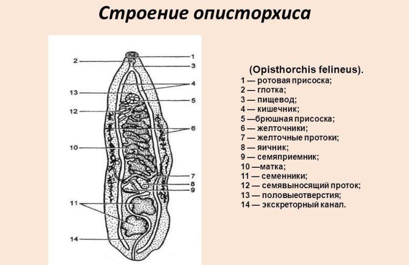 Марита кошачьего сосальщика строение