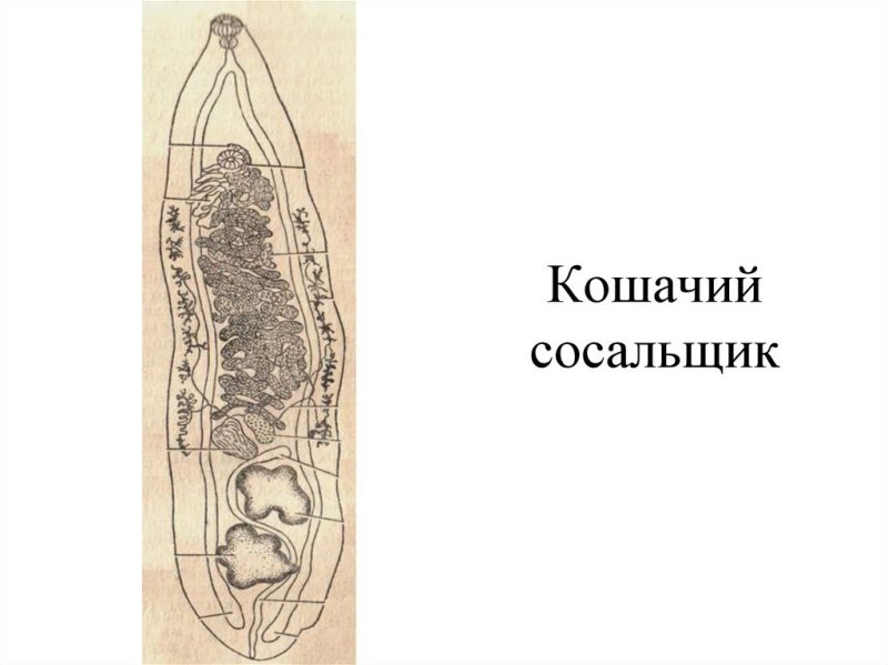 Марита Сибирского сосальщика