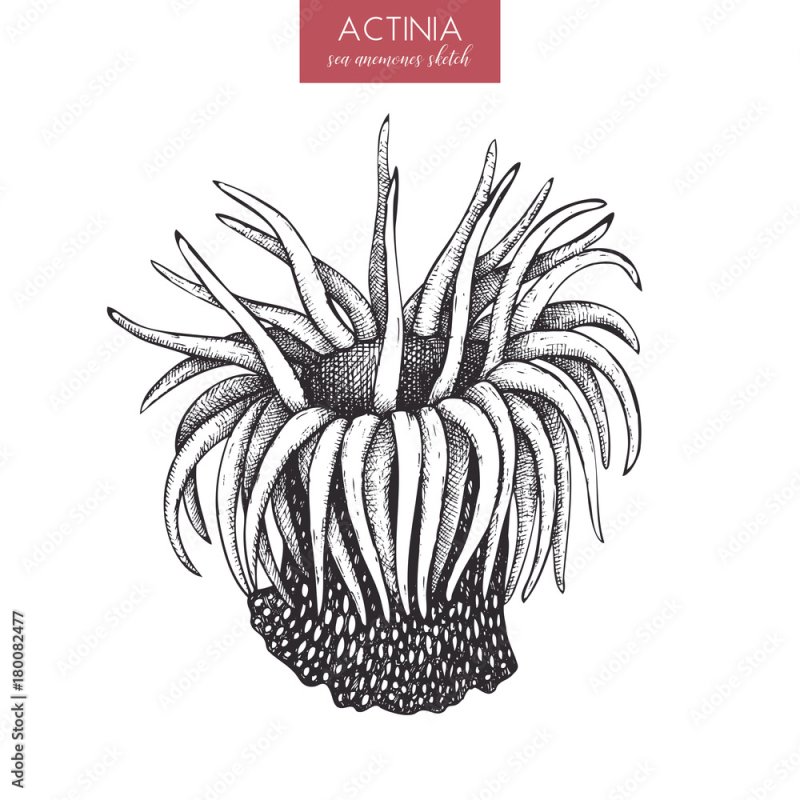 Нарисовать актинию