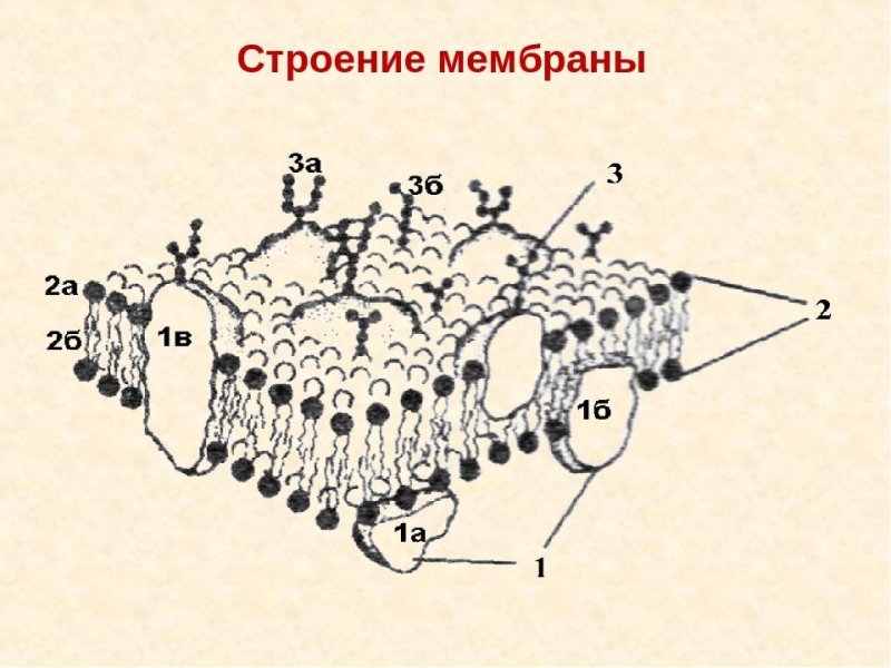 Строение наружной клеточной мембраны