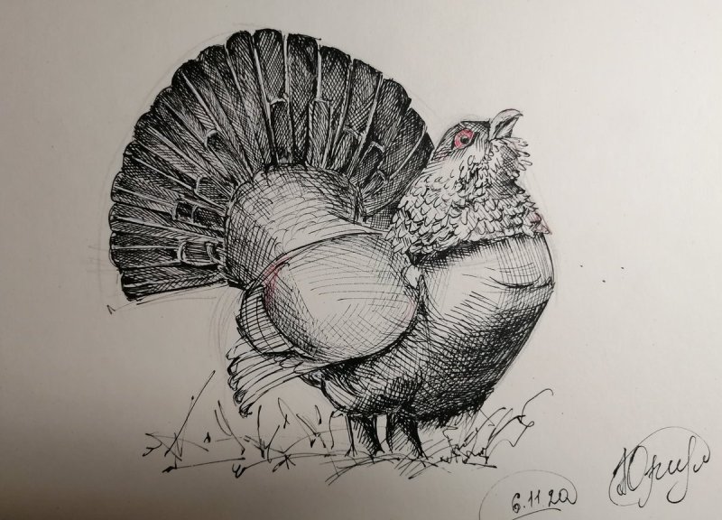 Глухарь рисунок