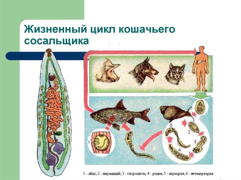 Жизненный цикл кошачьего сосальщика схема