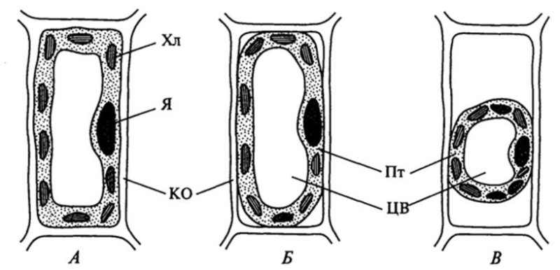 Растительная клетка в состоянии плазмолиза