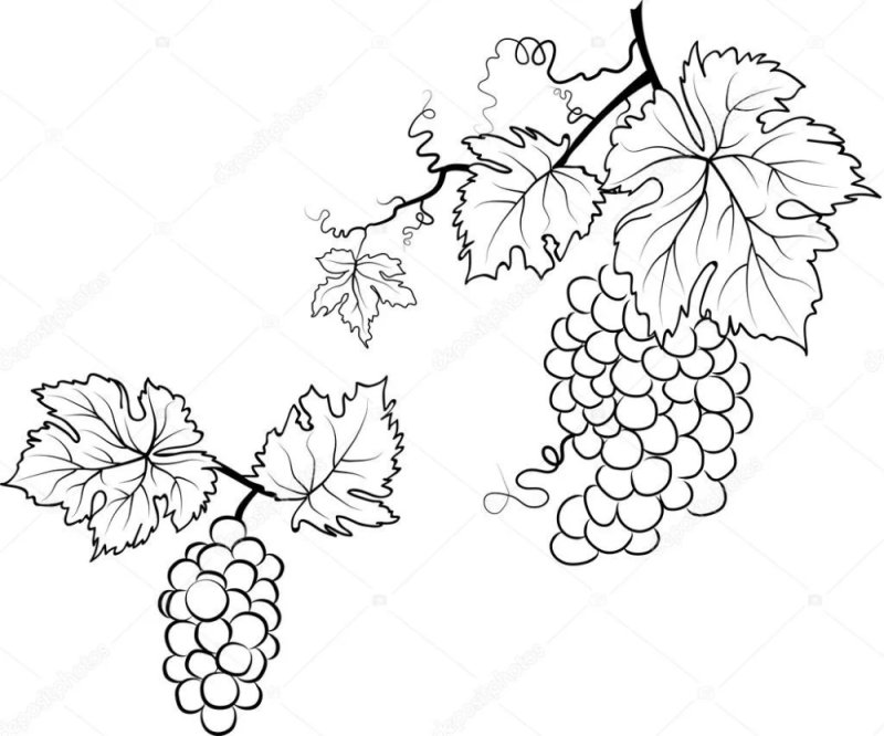 Виноградники трафарет