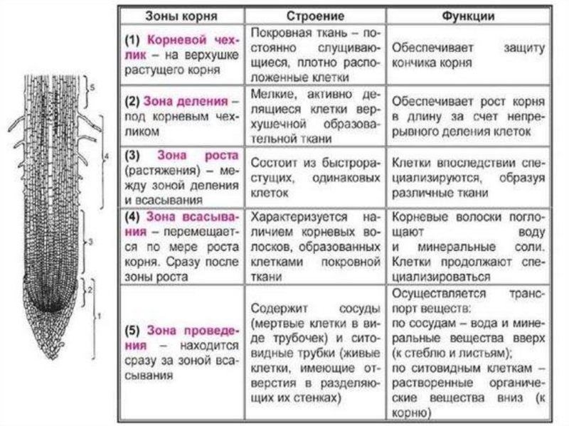Внутреннее строение корня 6 класс таблица биология