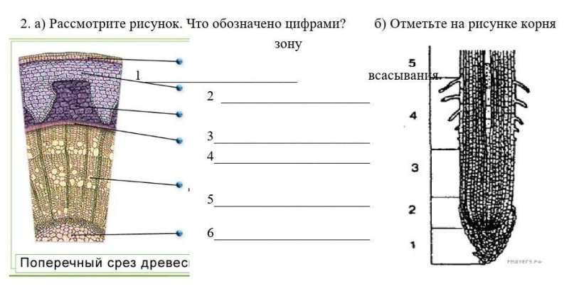 Зоны корня 6 класс биология рисунок