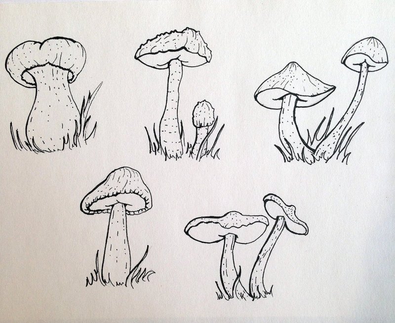 Рисунки грибов карандашом