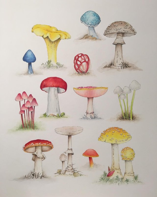 Рисунки грибов карандашом